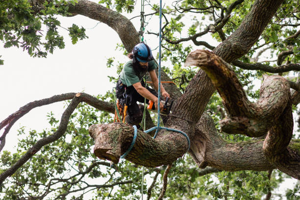 Reliable Chebanse, IL Tree Care Solutions