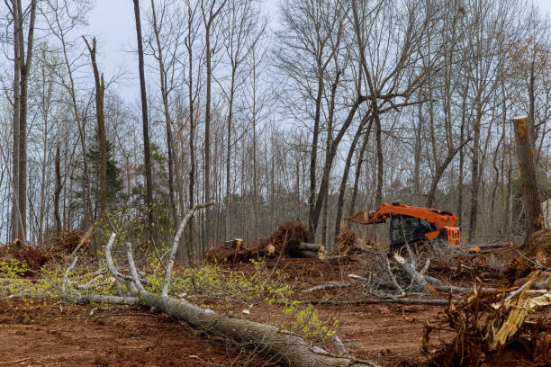 How Our Tree Care Process Works  in  Chebanse, IL